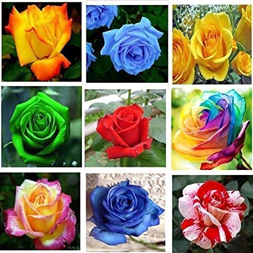 7 Variety Rose Flower Seeds For Home Garden- 105 Seeds Garden Pack